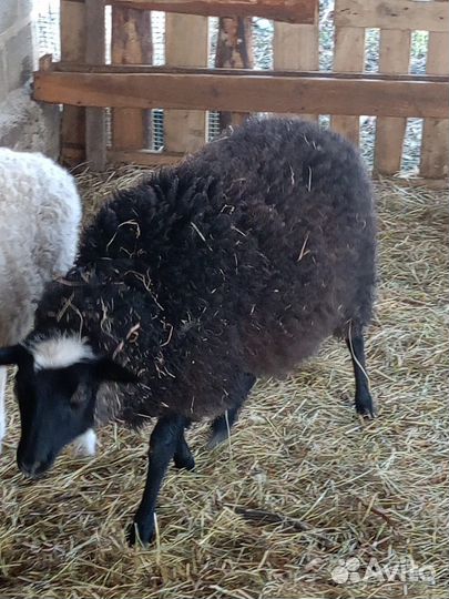 Овцы бараны ягнята