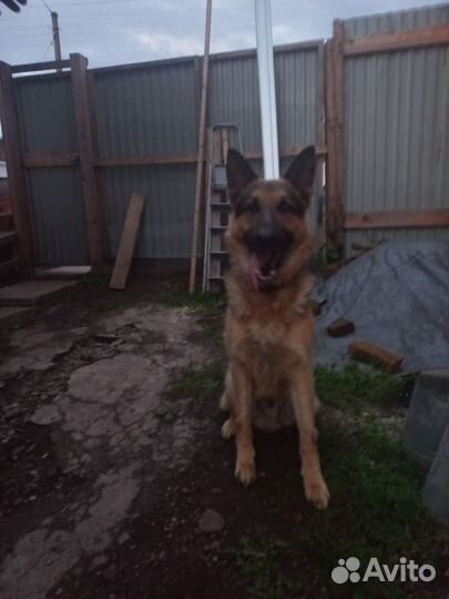 Овчарка ищет подругу