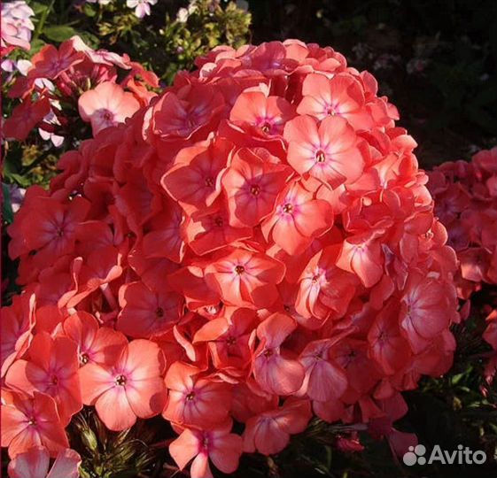 Сортовые Флоксы