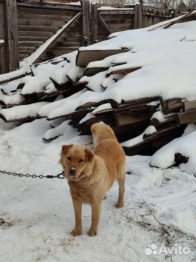 Собака в добрые руки отдам бесплатно
