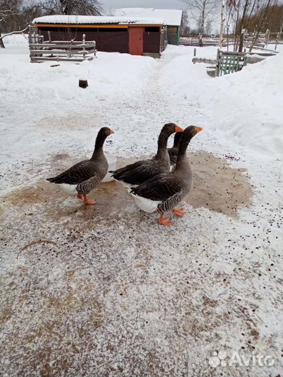 Гуси. На племя