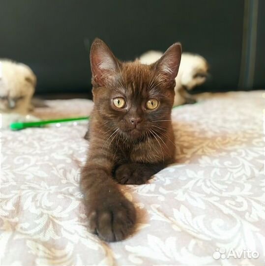 Шотландский вислоухий кот вязка