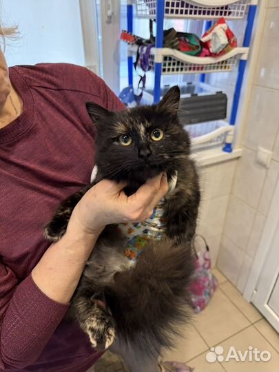 Кошечка 8 месяцев в поисках дома