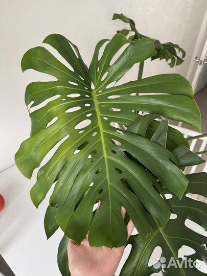 Монстера крупная