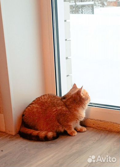 Котенок кошка шиншилла