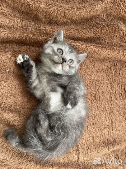 Отдам котёнка (девочка)