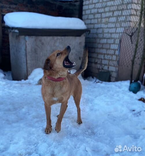 В добрые руки