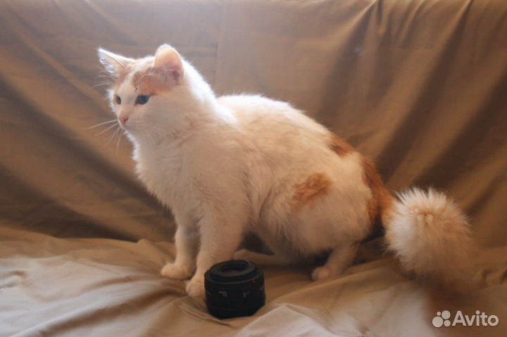 Красивый ласковый котик