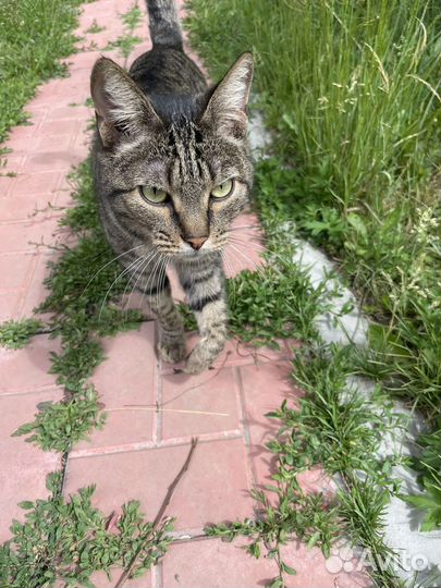 Красавец Яша ищет дом