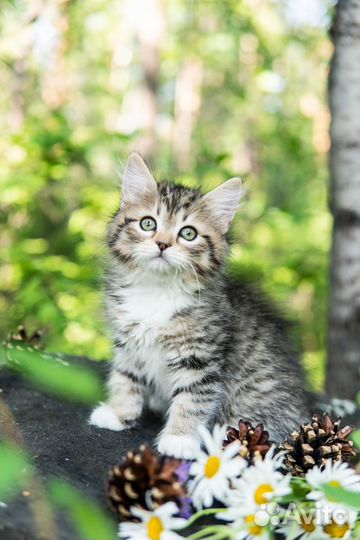 Чистопородные сибирские котята