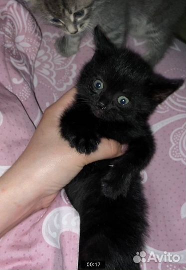 Котята бесплатно