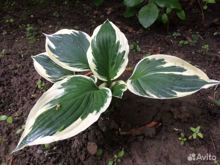 Цветы в ваш сад