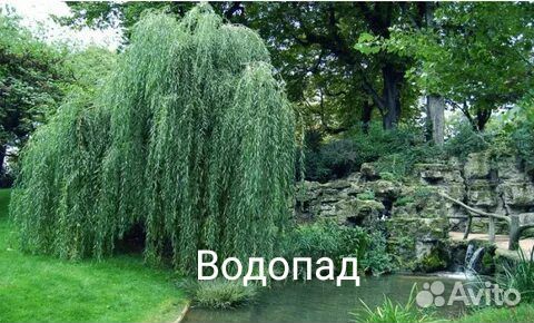 Ивы