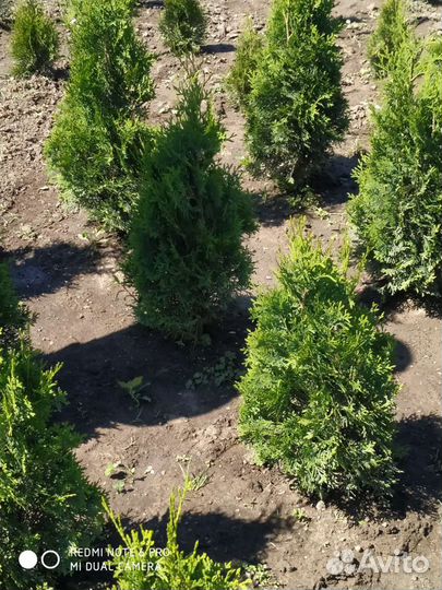 Туя смарагд, колумна