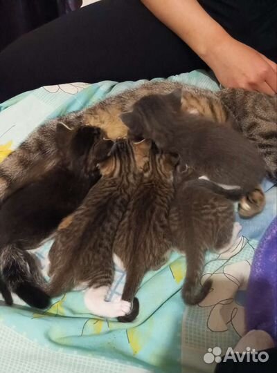 Котята в добрые руки