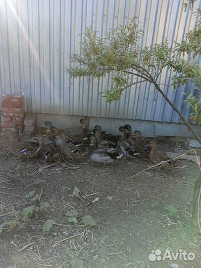 Продам подсадную дикую утку и селезня