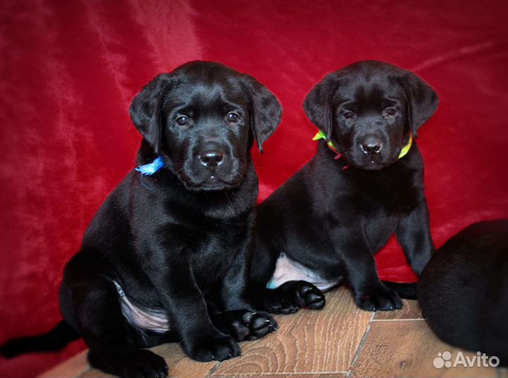 Щенки лабрадора