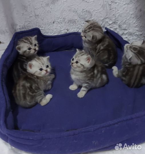 Шотландские котята