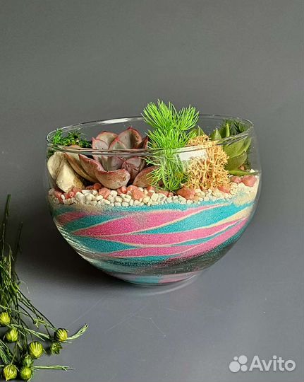 Флорариум суккуленты