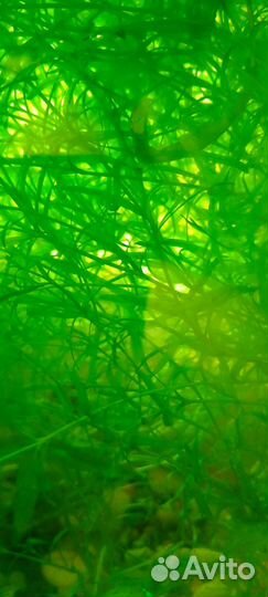 Трава для аквариума