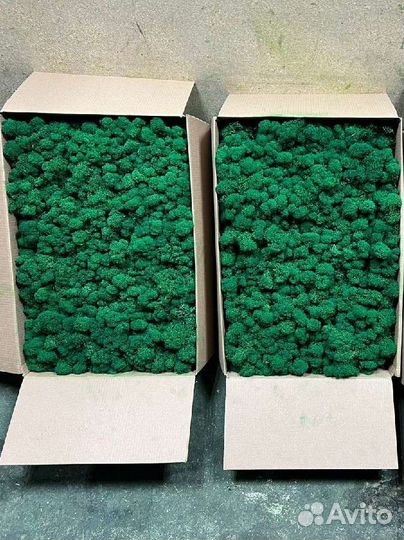 Стабилизированный мох для панно