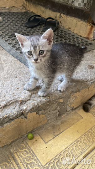 В добрые руки, котятам 2 месяца