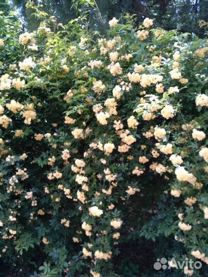 Саженцы Роз Бэнкса