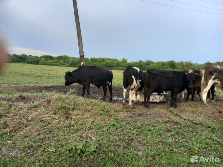 Бычки на откорм 10 голов толстые оптом