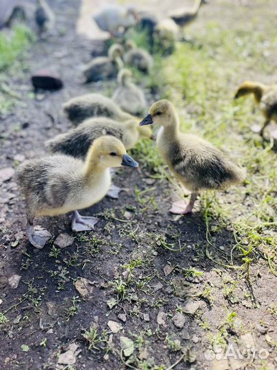 Гусята Утята