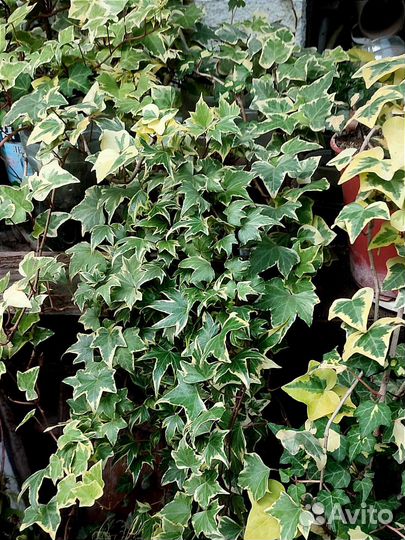 Большие взрослые плющи в горшках