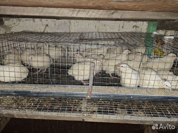 Перепела продажа