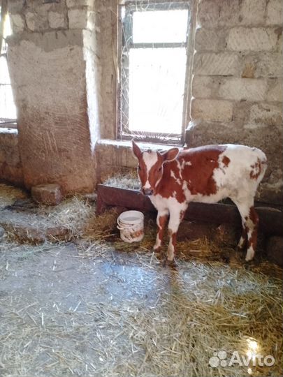 Корова телка