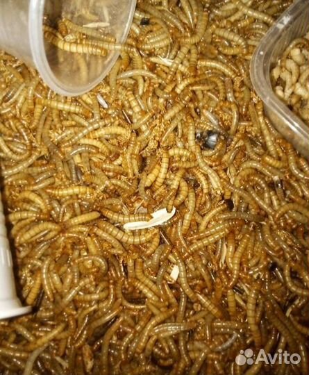 Живые тараканы сверчки мучник зоофобас грызуны