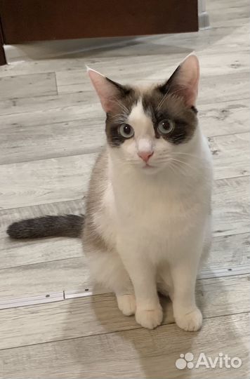 Котик в добрые руки