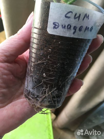 Продаю черенки пеларгоний