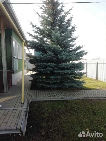 Ель голубая,крупномер