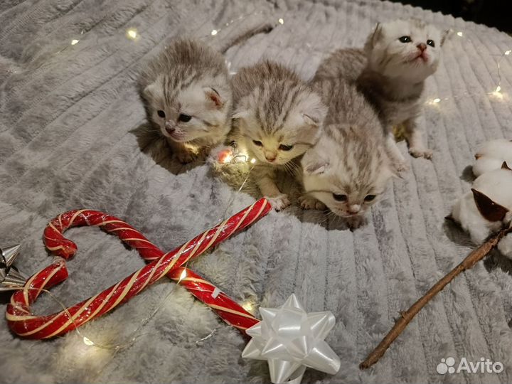 Котята Британской шиншиллы