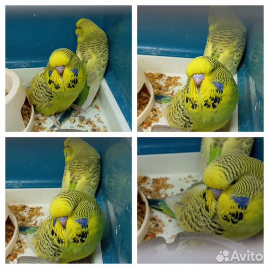 Попугаи ввп Чехи