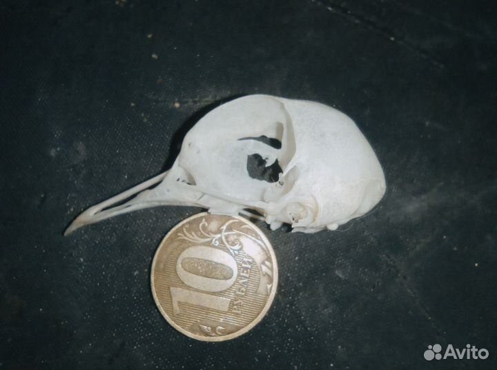 Череп птицы