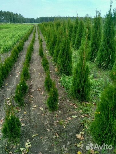 Туи Можевельник Кипарис Ель Голубая