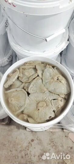 Продам груздь соленый