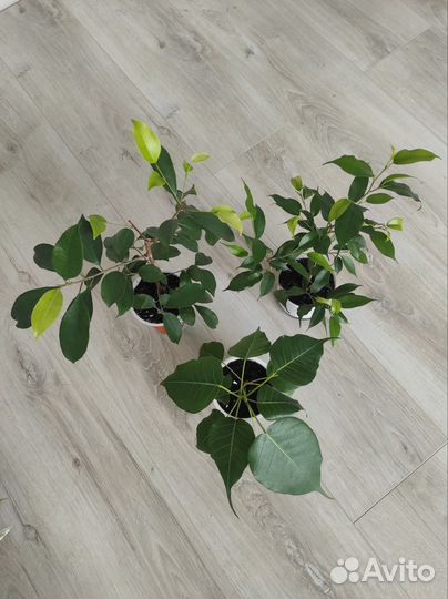 Фикусы