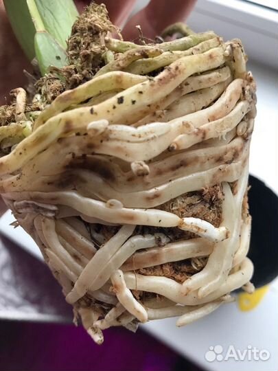 Орхидея зигопеталум