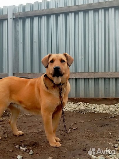 Собачка Люся