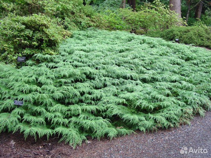 Саженцы тиса, тсуги, микробиоты