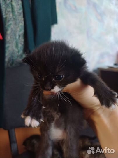 Котята в добрые руки даром