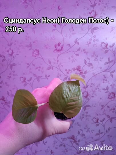 Сциндапсусы разных сортов