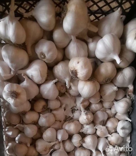 Чеснок яровой для посадки