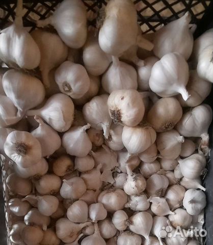 Чеснок яровой для посадки