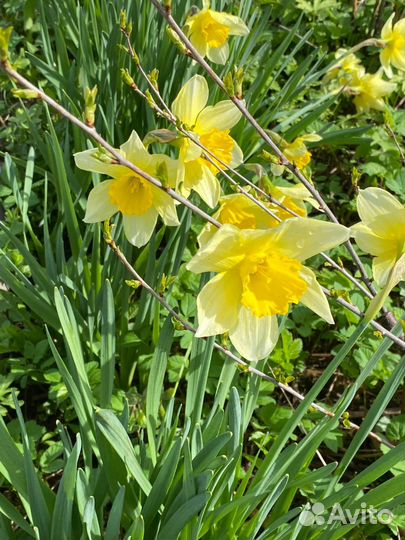 Нарциссы на срез и луковицы, крыжовник